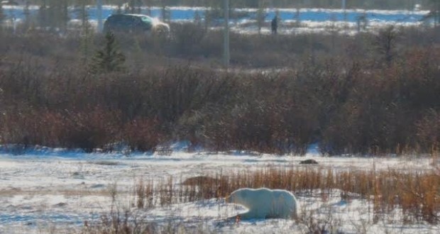Polar bears join runners in chilly marathon (Photo)
