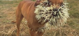 Porcupine attacks three dogs in Canada (Photo)