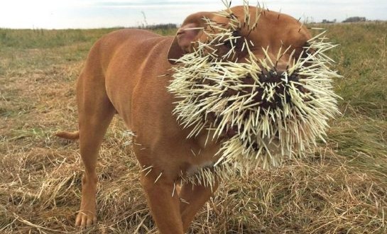 Porcupine attacks three dogs in Canada (Photo)