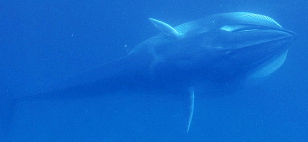 Rare Omura’s Whale Filmed for the First Time (Video)