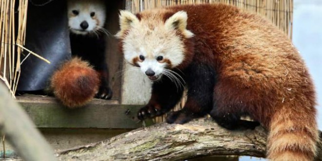 Red panda found safe after escape from Sequioa Park Zoo