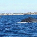 Rescuers free Entangled Humpback Whale Off San Diego Coast