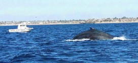 Rescuers free Entangled Humpback Whale Off San Diego Coast