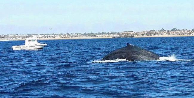 Rescuers free Entangled Humpback Whale Off San Diego Coast