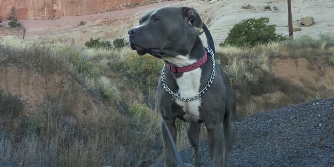 Thor: Dog lost in Texas flood found in California “Video”