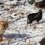 Tiger befriends goat at Russian safari park (Photo)