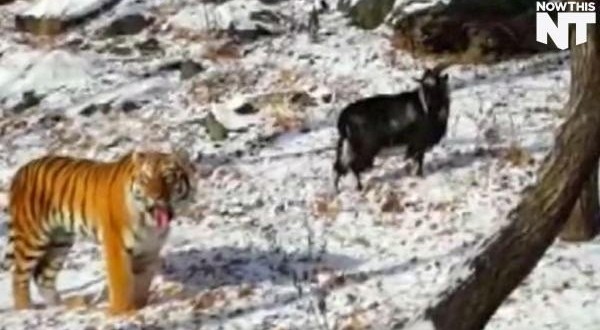 Goat Befriends Tiger at Russian safari park “Video”