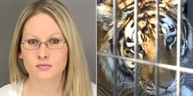 Woman Bitten By Tiger After Breaking Into Zoo Enclosure, Police say ‘Video’