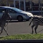 Zebras escape circus, run through the streets of Philadelphia (Video)