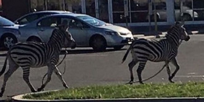 Zebras escape circus, run through the streets of Philadelphia (Video)