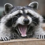 A fifth case of raccoon rabies in Hamilton area