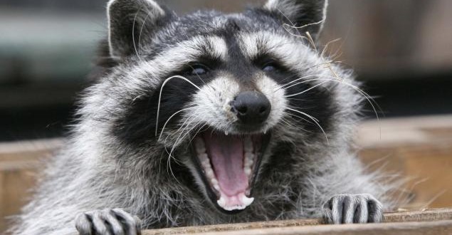 A fifth case of raccoon rabies in Hamilton area