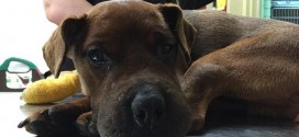 Amherstburg man arrested for duct taping dog's jowls, neck and paws