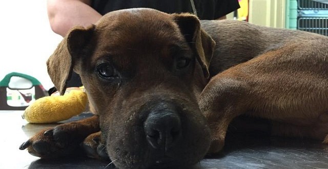 Amherstburg man arrested for duct taping dog's jowls, neck and paws