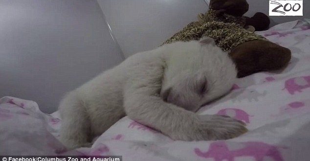 Bear Cub Sleeps With Toy: The cutest video you will see all day