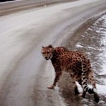 Cheetah on the loose in the Kootenays: RCMP