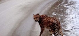 Cheetah on the loose in the Kootenays: RCMP