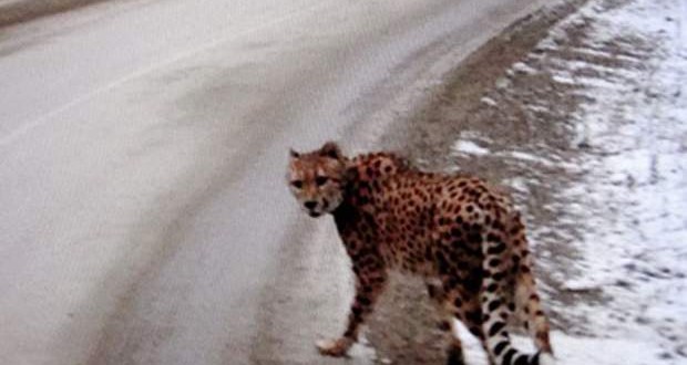 Cheetah on the loose in the Kootenays: RCMP