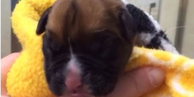 Cloned Puppy: Couple pays almost $100000 to clone late dog “Video”