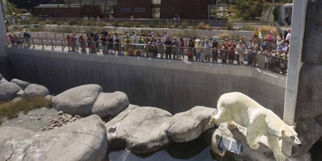 Copenhagen Zoo Staff Shoot At Polar Bear To Save Man