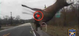Deer flips in air, runs away after shocking collision (Video)