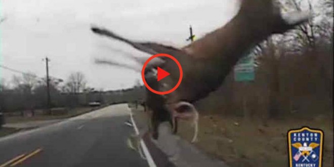 Deer flips in air, runs away after shocking collision (Video)