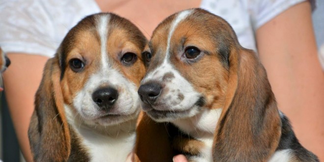 First IVF puppies born at Cornell, marks major leap in wildlife conservation