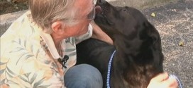 Florida judge declares dog bite law unconstitutional, Report