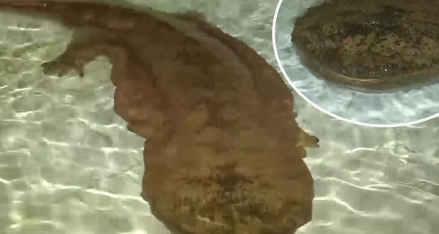 Giant 200-year-old salamander found hiding in China cave (Video)