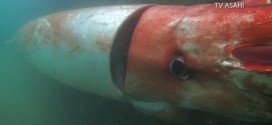 Japan: Giant squid emerges in Japanese shallow waters (Video)