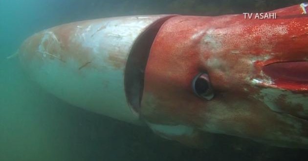 Japan: Giant squid emerges in Japanese shallow waters (Video)