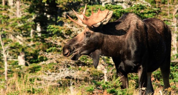 Moose population in Manitoba in sharp decline, wildlife society says