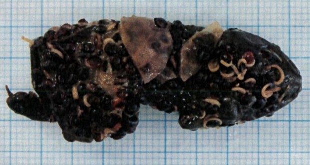 Mum finds decomposed frog in Nando's salad