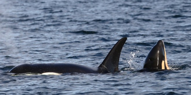 New baby orca makes it seven in past year (Photo)