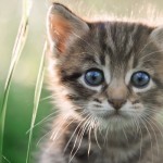 Ontario woman charged after kittens thrown from moving vehicle