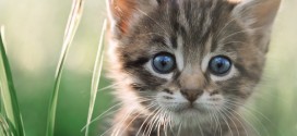 Ontario woman charged after kittens thrown from moving vehicle