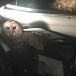 Owl flies into police cruiser on Christmas Eve (Photo)