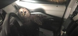 Owl flies into police cruiser on Christmas Eve (Photo)