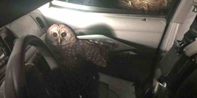 Owl flies into police cruiser on Christmas Eve “Photo”