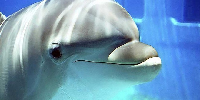 Researchers Capture Image Showing What Dolphins See With Echolocation