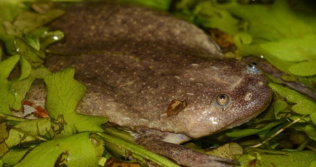 Researchers discover six new species of African clawed frog