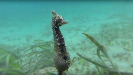 Scientists catch rare footage of wild seahorse birth (Video)