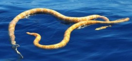 Sea snakes thought to be extinct have been found at Ningaloo Reef