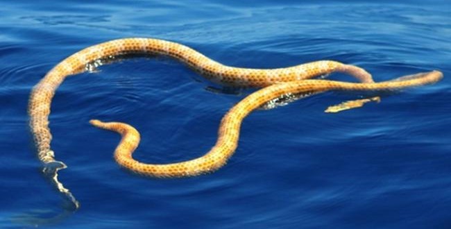 Sea snakes thought to be extinct have been found at Ningaloo Reef