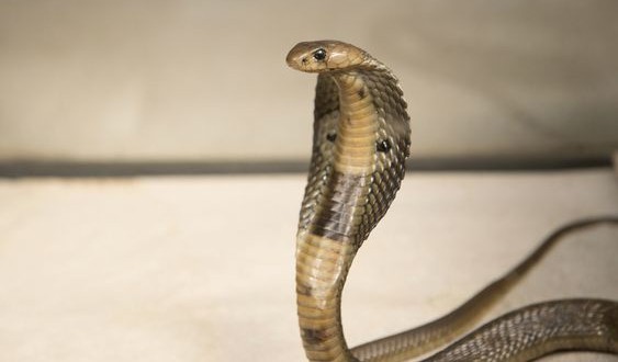 Stowaway Cobra found on ship at NJ port (Video)