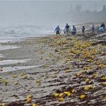 Thousands Of Coffee Cans Wash Ashore On Florida Beach (Video)