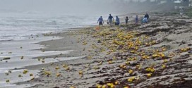 Thousands Of Coffee Cans Wash Ashore On Florida Beach (Video)