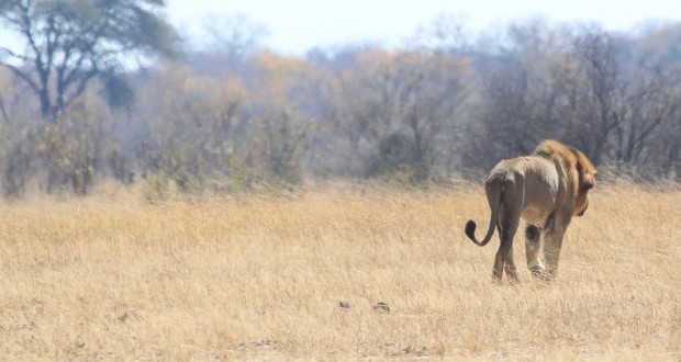 US Adds African Lions To Endangered Species List, Report