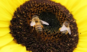 Wild bee decline threatens US crop production, new study says