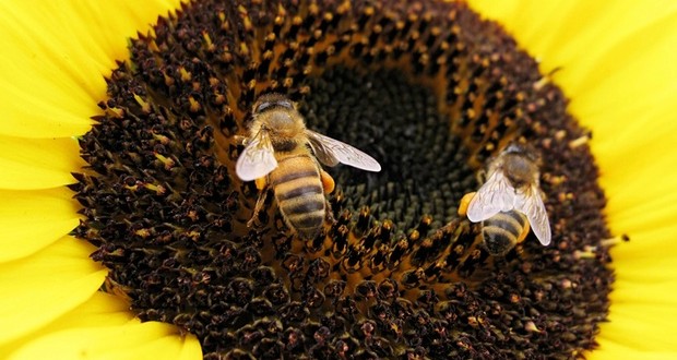 Wild bee decline threatens US crop production, new study says